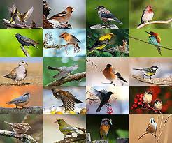 COMMON BIRDS