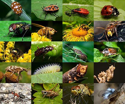 COMMON INSECTS