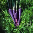 /album/rare-vegitables/carrot-purplehaze-jpg/